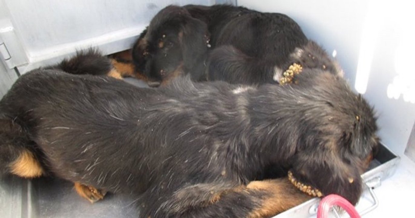 Montpellier : des chiots retrouvés infestés de tiques, la SPA alerte sur un pic d'abandons