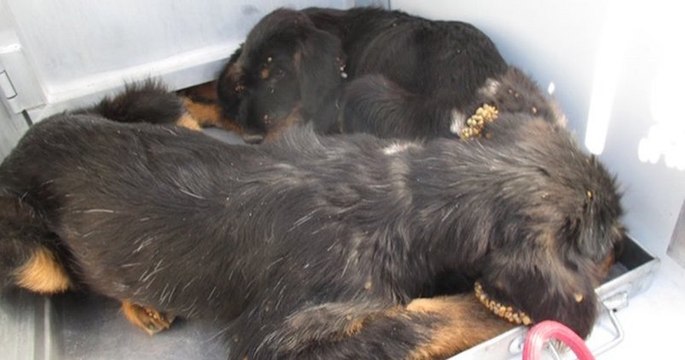 Montpellier : des chiots retrouvés infestés de tiques, la SPA alerte sur un pic d'abandons