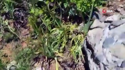 Tunceli'de görüntülendi; sadece Türkiye'de yaşıyor: 'Wagner Engereği'