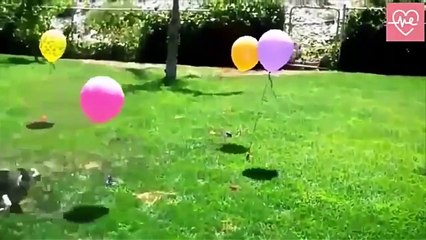 Funny Dog Compilation 2020 || You LAUGH You FAIL || Challenge