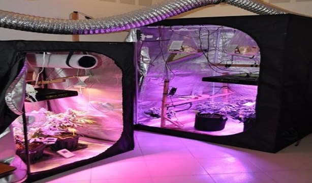 Guardialfiera (CB) - Serra di marijuana in casa, arrestato 38enne (10.06.20)