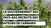 Le gouvernement des Pays-Bas recrute des cultivateurs de cannabis