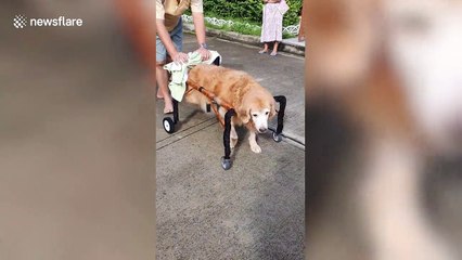Thai family makes wheelchair for their dog suffering muscle weakness to help it walk