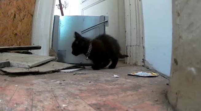 Des chats sauvés de l'horreur à Saint-Josse