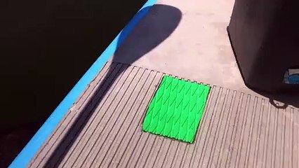 Manatee Happily Greets Guide on Morning Tour