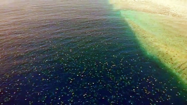 ext-drone-capta-tortugas-verdes-100620