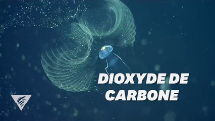 Video herunterladen: Ces créatures pleines de mucus pourraient nous aider à combattre le réchauffement climatique