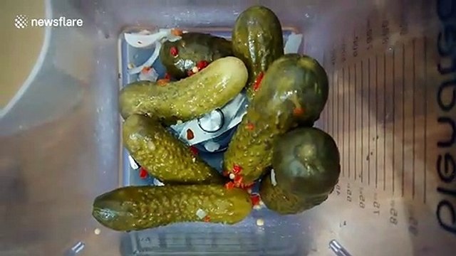 Bizarre yet intriguing gelato is flavored PICKLE and vanilla