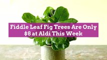Fiddle Leaf Fig Trees Are Only $8 at Aldi This Week