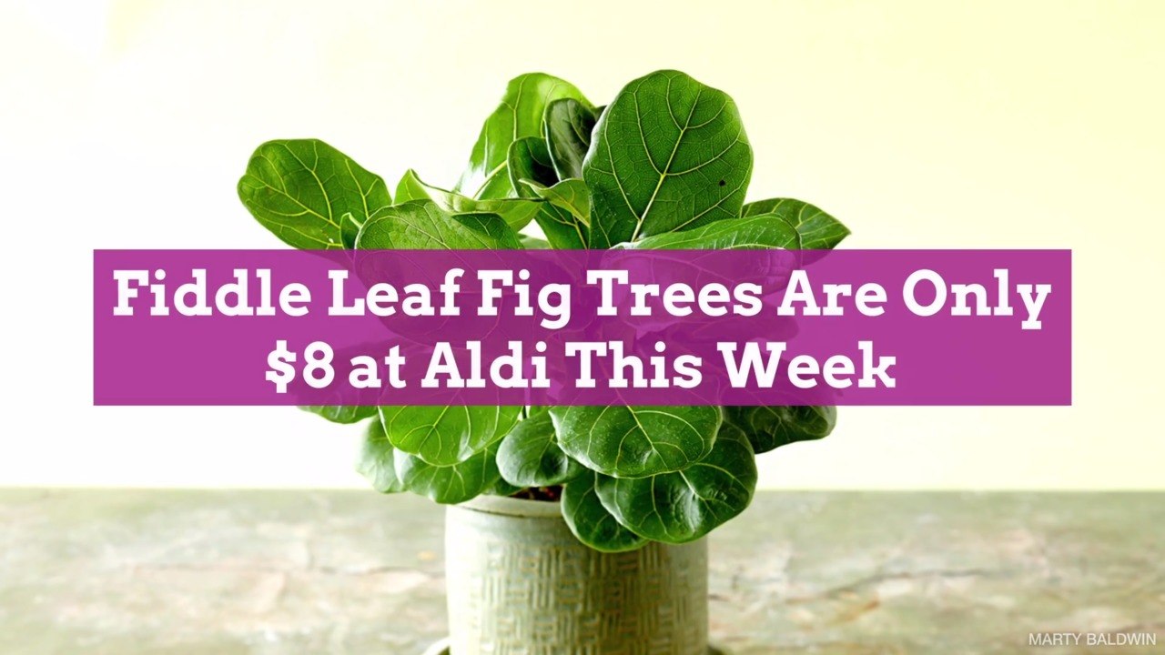 Fiddle Leaf Fig Trees Are Only $8 at Aldi This Week