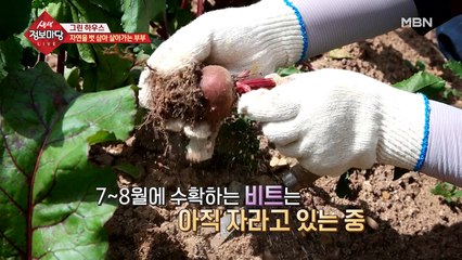 혈관 속을 깨끗하게 해주는 비트