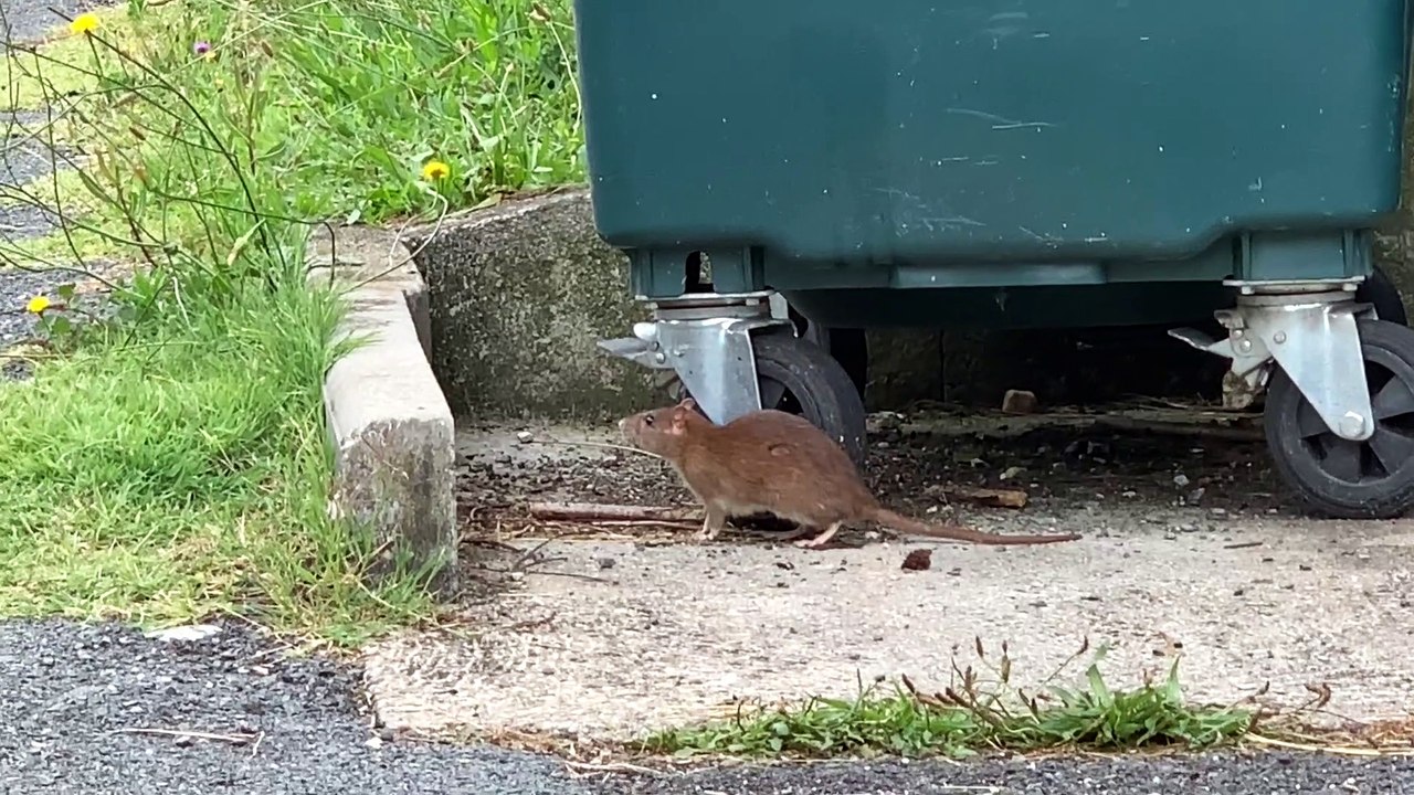 Un rat pas très farouche dans le quartier Clos-Chassaing à Périgueux