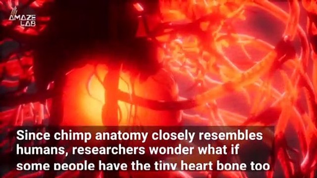 Rare Heart Bone Found in Chimpanzees May Also Be in Some Humans