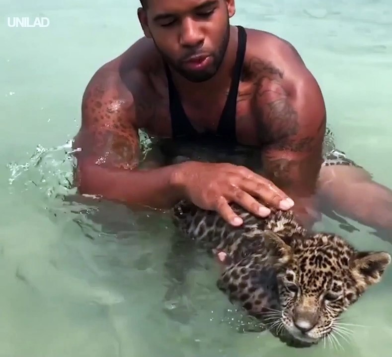 Il Fait Prendre Son Bain A Son Bebe Jaguar Trop Adorable Video Dailymotion