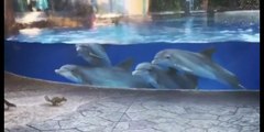 Des dauphins curieux veulent jouer avec ces écureuils