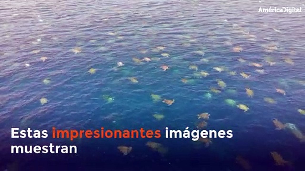 Drones graban a decenas de miles de tortugas verdes en su anidamiento