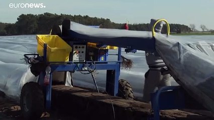 L'Allemagne lève ses restrictions à l'accueil de travailleurs saisonniers