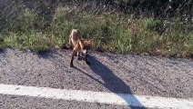 Bir öğretmen, yol kenarında gördüğü tilkiyi besledi - TEKİRDAĞ