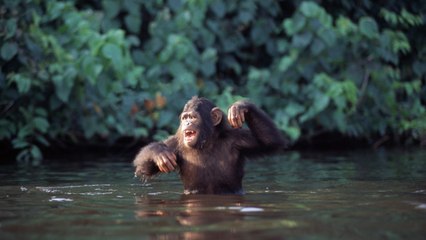 Some Chimpanzees Have Bone in Heart, Humans Might Too