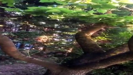 sentragoals.gr - Η επίθεση στο σπίτι του Δημήτρη Γιαννακόπουλου.