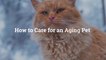 How to Care for an Aging Pet