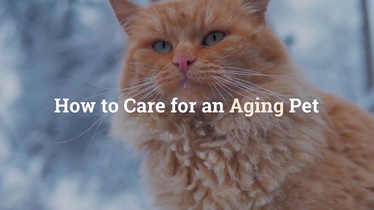 How to Care for an Aging Pet