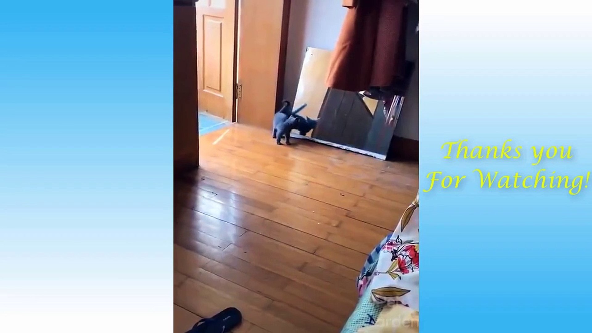 Cute Pets And Funny Animals Compilation