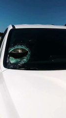 Turtle Finds Itself Stuck in Windshield