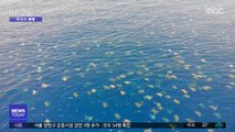 [이 시각 세계] 호주서 바다거북 6만 4천여 마리 '대이동'