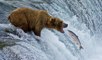 No te pierdas el vídeo del feroz oso grizzly cazando a un salmón