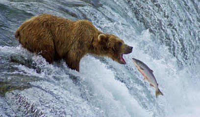 No te pierdas el vídeo del feroz oso grizzly cazando salmones