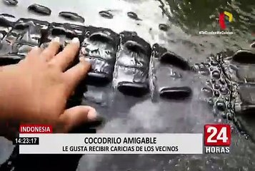 Cocodrilo se dejar alimentar y acariciar en Indonesia