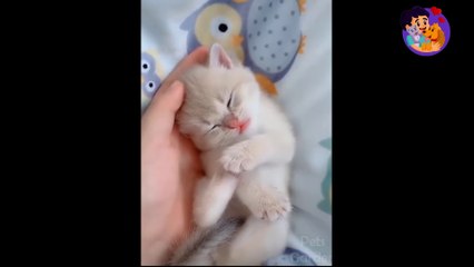 Funny Cats Videos -  Funniest  Cats Ever