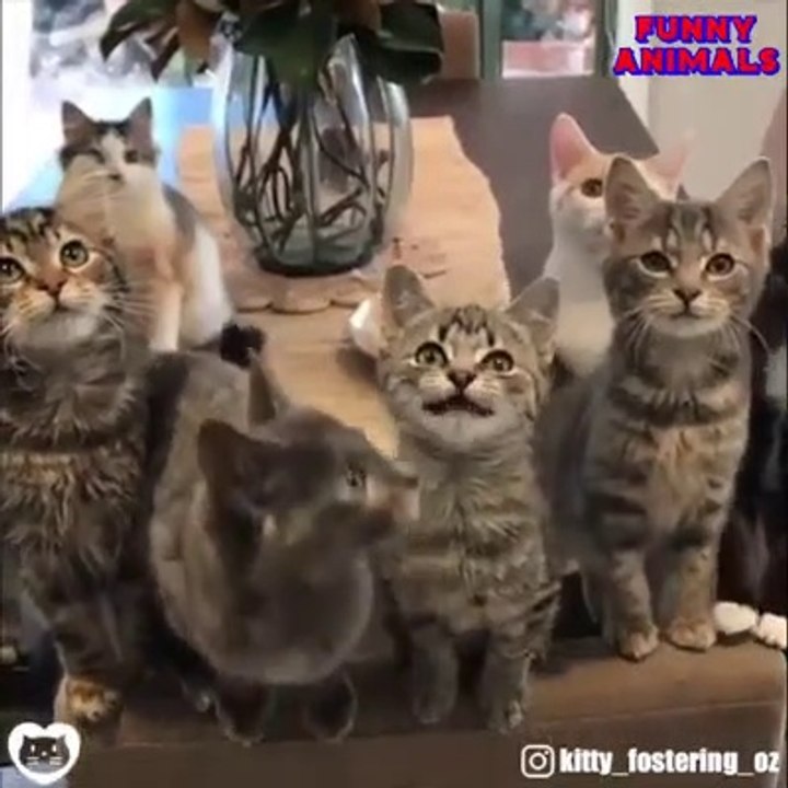 Cat Funny video ( part- 2]