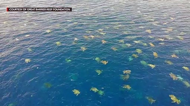 Drone footage shows thousands of turtles in the ocean