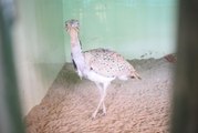 BSF jawans rescued houbara bustard came from pakistan border