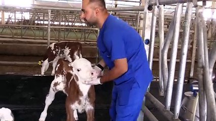 Ceylanpınar Tarım İşletmesinde üçüz buzağı sevinci - ŞANLIURFA