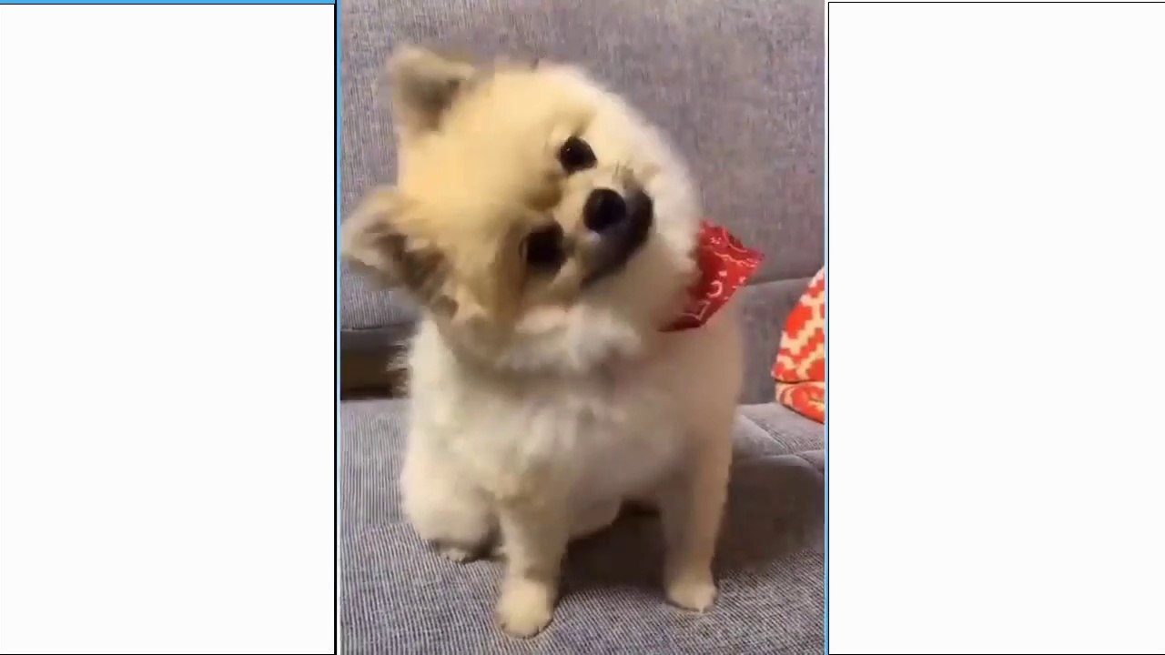 Funniest  Dogs and  Cats - Awesome Funny Pet Animals Videos - Chiens et chats les plus drôles - Vidéos drôles d'animaux de compagnie