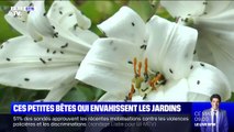 Les méligèthes, petits insectes noirs, envahissent les jardins de l'Orne