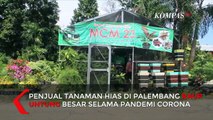Penjual Tanaman Hias Aglonema Raup Untung di Tengah Pandemi Corona