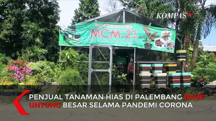 Penjual Tanaman Hias Aglonema Raup Untung di Tengah Pandemi Corona