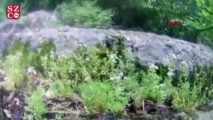 Çekim yaparken 1 metre uzunluğundaki boynuzlu engerek yılanı saldırdı