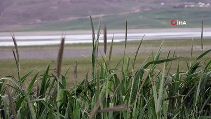 ‘Kuş cenneti’ Akgöl ihtişamına kavuştu