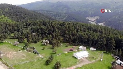 İki geyikle başladı, 75 geyikle devam ediyor; yetiştirilen geyikler faklı illerde doğaya salınıyor