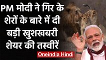 Gujarat Gir Forest में बढ़ी एशियाई शेरों की आबादी, PM Modi ने दी बधाई | वनइंडिया हिंदी