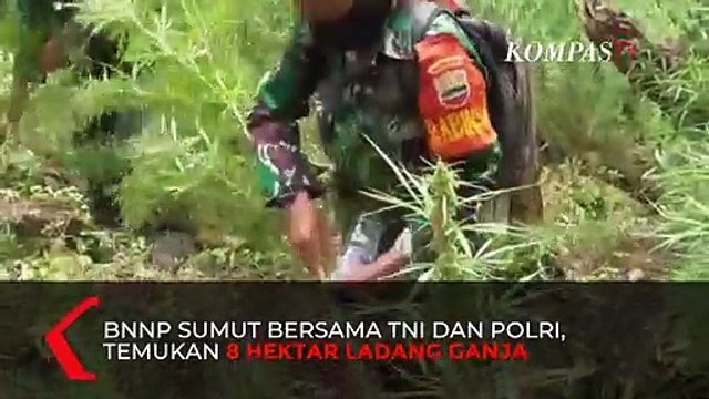 BNNP Sumur Musnahkan 8 Hektar Pohon Ganja