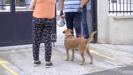 'Maturanti' special te 'Ismail Qemali' në Tiranë, i vetmi që hyri pa maskë në gjimnaz ishte një qen