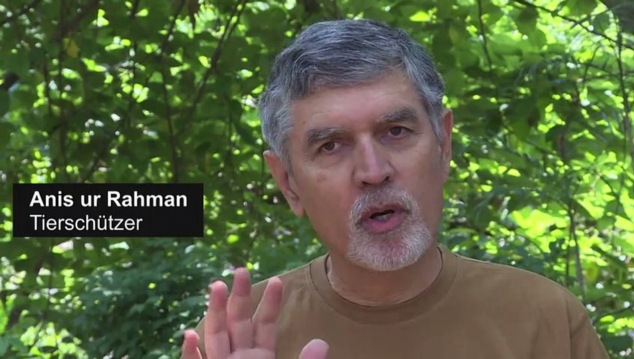 Wer will diesen Elefanten?