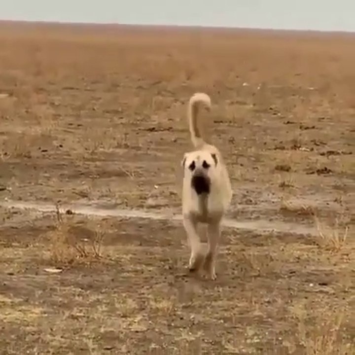 AKSARAY MALAKLI COBAN KOPEGi SABAH SPORUNDA - MALAKLI SHEPHERD DOG SPORT MORNiNG