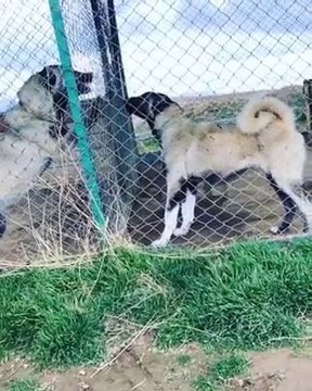 SiMiT KUYRUK SiVAS KANGALLAR KISA ATISMA - ANATOLiAN SHEPHERD DOGS KANGAL vs